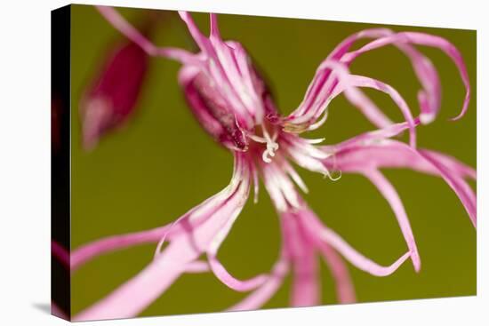 Ragged Robin (Silene Flos-Cuculi) Close-Up of Flower, County Antrim, Northern Ireland, UK, June-Ben Hall-Stretched Canvas