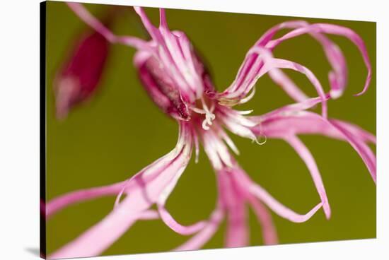 Ragged Robin (Silene Flos-Cuculi) Close-Up of Flower, County Antrim, Northern Ireland, UK, June-Ben Hall-Stretched Canvas