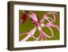 Ragged Robin (Silene Flos-Cuculi) Close-Up of Flower, County Antrim, Northern Ireland, UK, June-Ben Hall-Framed Photographic Print