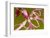 Ragged Robin (Silene Flos-Cuculi) Close-Up of Flower, County Antrim, Northern Ireland, UK, June-Ben Hall-Framed Photographic Print