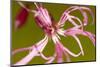 Ragged Robin (Silene Flos-Cuculi) Close-Up of Flower, County Antrim, Northern Ireland, UK, June-Ben Hall-Mounted Photographic Print