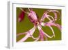 Ragged Robin (Silene Flos-Cuculi) Close-Up of Flower, County Antrim, Northern Ireland, UK, June-Ben Hall-Framed Photographic Print