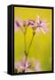 Ragged Robin {Silene Flos-Cuculi} Devon, UK, June-Ross Hoddinott-Framed Stretched Canvas