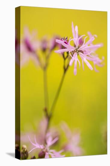 Ragged Robin {Silene Flos-Cuculi} Devon, UK, June-Ross Hoddinott-Stretched Canvas