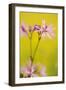 Ragged Robin {Silene Flos-Cuculi} Devon, UK, June-Ross Hoddinott-Framed Premium Photographic Print