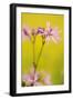 Ragged Robin {Silene Flos-Cuculi} Devon, UK, June-Ross Hoddinott-Framed Photographic Print