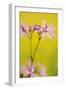 Ragged Robin {Silene Flos-Cuculi} Devon, UK, June-Ross Hoddinott-Framed Photographic Print