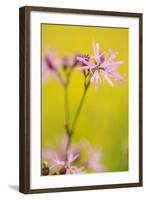 Ragged Robin {Silene Flos-Cuculi} Devon, UK, June-Ross Hoddinott-Framed Photographic Print