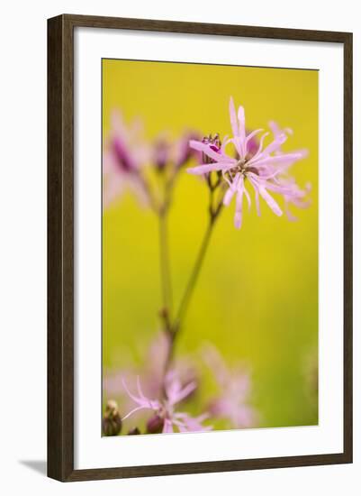 Ragged Robin {Silene Flos-Cuculi} Devon, UK, June-Ross Hoddinott-Framed Photographic Print