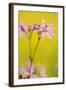 Ragged Robin {Silene Flos-Cuculi} Devon, UK, June-Ross Hoddinott-Framed Photographic Print