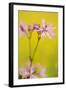 Ragged Robin {Silene Flos-Cuculi} Devon, UK, June-Ross Hoddinott-Framed Photographic Print