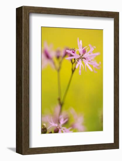 Ragged Robin {Silene Flos-Cuculi} Devon, UK, June-Ross Hoddinott-Framed Photographic Print