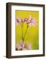 Ragged Robin {Silene Flos-Cuculi} Devon, UK, June-Ross Hoddinott-Framed Photographic Print