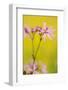 Ragged Robin {Silene Flos-Cuculi} Devon, UK, June-Ross Hoddinott-Framed Photographic Print