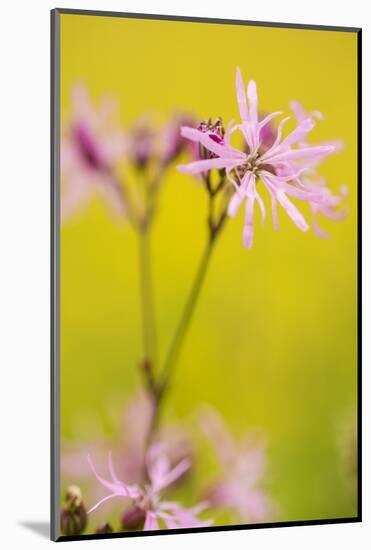 Ragged Robin {Silene Flos-Cuculi} Devon, UK, June-Ross Hoddinott-Mounted Photographic Print