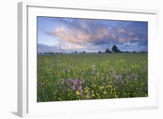 Ragged Robin (Silene Flos-Cuculi) Growing in Wet Flower Meadow, Nemunas Regional Reserve, Lithuania-Hamblin-Framed Photographic Print