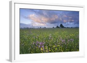 Ragged Robin (Silene Flos-Cuculi) Growing in Wet Flower Meadow, Nemunas Regional Reserve, Lithuania-Hamblin-Framed Photographic Print