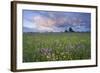 Ragged Robin (Silene Flos-Cuculi) Growing in Wet Flower Meadow, Nemunas Regional Reserve, Lithuania-Hamblin-Framed Photographic Print