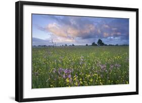 Ragged Robin (Silene Flos-Cuculi) Growing in Wet Flower Meadow, Nemunas Regional Reserve, Lithuania-Hamblin-Framed Photographic Print