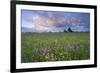 Ragged Robin (Silene Flos-Cuculi) Growing in Wet Flower Meadow, Nemunas Regional Reserve, Lithuania-Hamblin-Framed Photographic Print