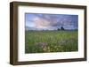 Ragged Robin (Silene Flos-Cuculi) Growing in Wet Flower Meadow, Nemunas Regional Reserve, Lithuania-Hamblin-Framed Photographic Print