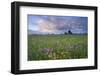 Ragged Robin (Silene Flos-Cuculi) Growing in Wet Flower Meadow, Nemunas Regional Reserve, Lithuania-Hamblin-Framed Photographic Print