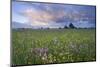 Ragged Robin (Silene Flos-Cuculi) Growing in Wet Flower Meadow, Nemunas Regional Reserve, Lithuania-Hamblin-Mounted Photographic Print