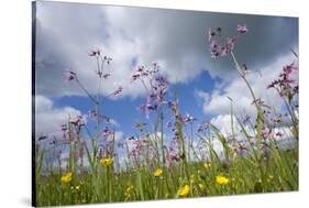 Ragged Robin (Silene Flos-Cuculi) in Flower Meadow, Nemunas Regional Reserve, June 2009-Hamblin-Stretched Canvas