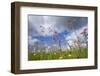 Ragged Robin (Silene Flos-Cuculi) in Flower Meadow, Nemunas Regional Reserve, June 2009-Hamblin-Framed Photographic Print