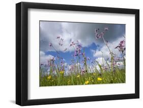 Ragged Robin (Silene Flos-Cuculi) in Flower Meadow, Nemunas Regional Reserve, June 2009-Hamblin-Framed Photographic Print