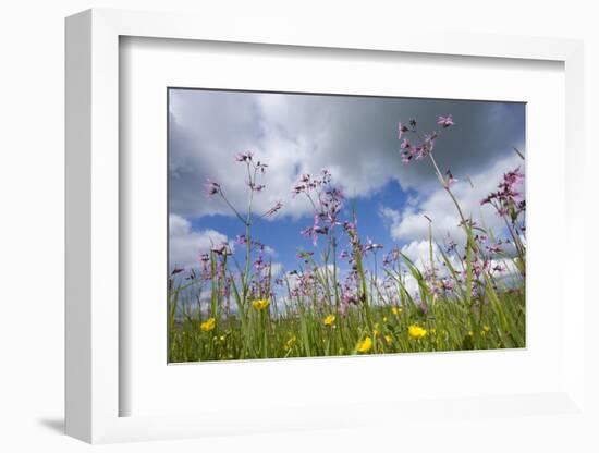 Ragged Robin (Silene Flos-Cuculi) in Flower Meadow, Nemunas Regional Reserve, June 2009-Hamblin-Framed Photographic Print