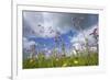 Ragged Robin (Silene Flos-Cuculi) in Flower Meadow, Nemunas Regional Reserve, June 2009-Hamblin-Framed Photographic Print