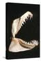 Ragged-Tooth Shark Jaw-null-Stretched Canvas