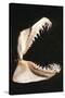 Ragged-Tooth Shark Jaw-null-Stretched Canvas