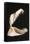 Ragged-Tooth Shark Jaw-null-Framed Stretched Canvas