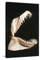 Ragged-Tooth Shark Jaw-null-Stretched Canvas