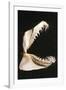 Ragged-Tooth Shark Jaw-null-Framed Photographic Print