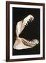 Ragged-Tooth Shark Jaw-null-Framed Photographic Print