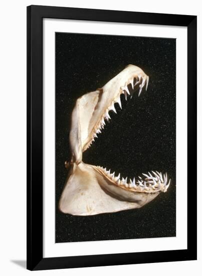 Ragged-Tooth Shark Jaw-null-Framed Photographic Print