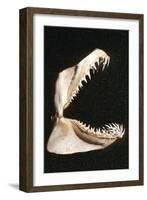 Ragged-Tooth Shark Jaw-null-Framed Photographic Print