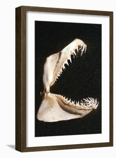 Ragged-Tooth Shark Jaw-null-Framed Photographic Print