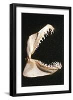 Ragged-Tooth Shark Jaw-null-Framed Photographic Print