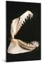 Ragged-Tooth Shark Jaw-null-Mounted Photographic Print
