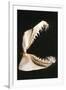 Ragged-Tooth Shark Jaw-null-Framed Photographic Print