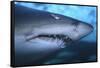 Ragged Tooth Shark-DLILLC-Framed Stretched Canvas