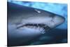 Ragged Tooth Shark-DLILLC-Stretched Canvas