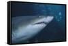 Ragged Tooth Shark-DLILLC-Framed Stretched Canvas