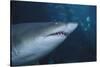 Ragged Tooth Shark-DLILLC-Stretched Canvas