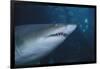 Ragged Tooth Shark-DLILLC-Framed Photographic Print