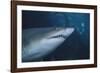 Ragged Tooth Shark-DLILLC-Framed Photographic Print